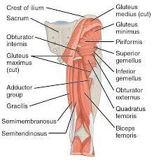File:1122 Gluteal Muscles that Move the Femur c.png - Wikimedia Commons