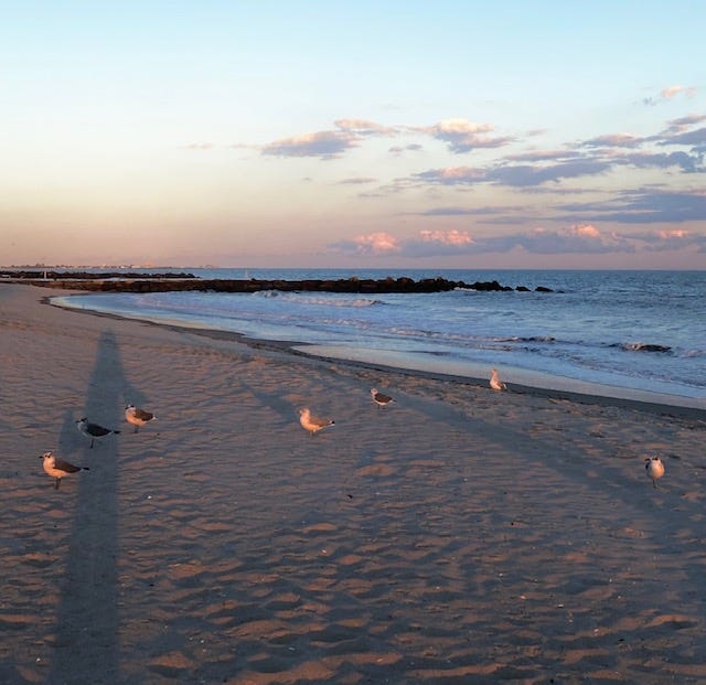 Image shows seagulls on a beach at sundown