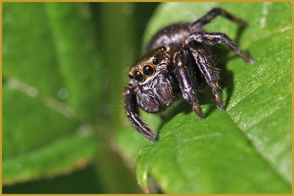 Photos de Evarcha arcuata, Araignée sauteuse, Araignées, Insectes, Nature