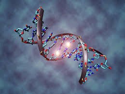 DNA methylation - Wikipedia