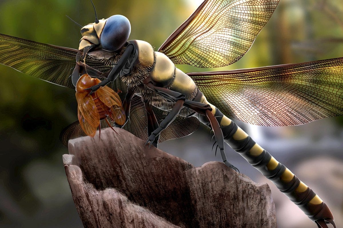 The biggest insect ever was a huge dragonfly | Earth Archives