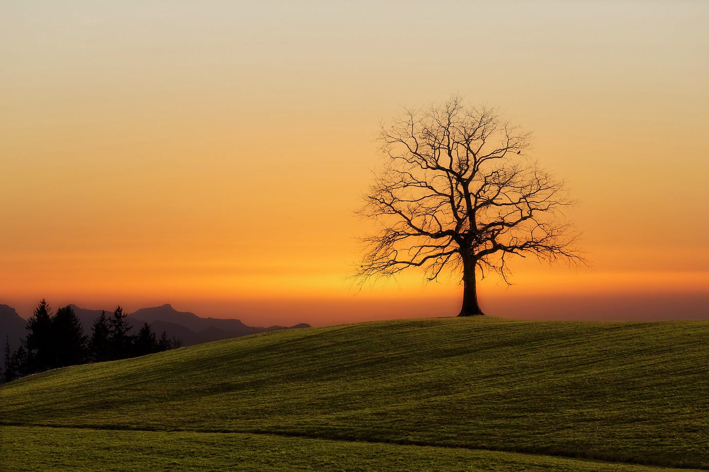 image of a tree on a hill at sunset for poem by Larry G. Maguire