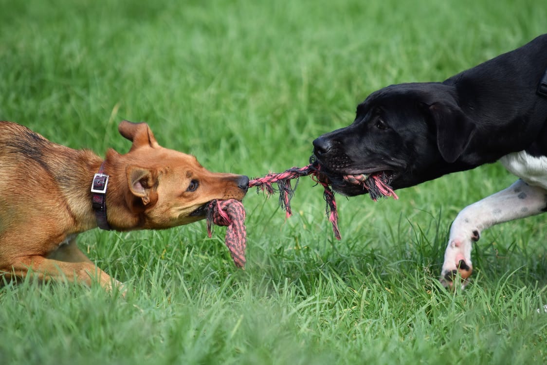 Two dogs wrestling over play rope