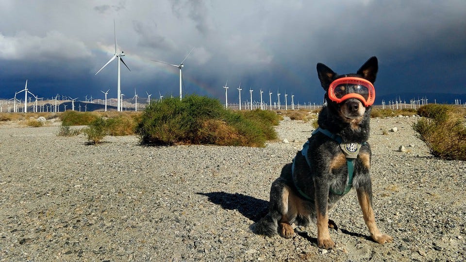 Dog in front of wind turbines