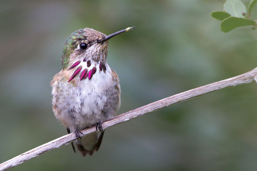 Calliope Hummingbird by Dan Pancamo.jpg