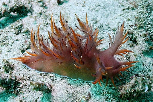 Giant dendronotus nudibranch