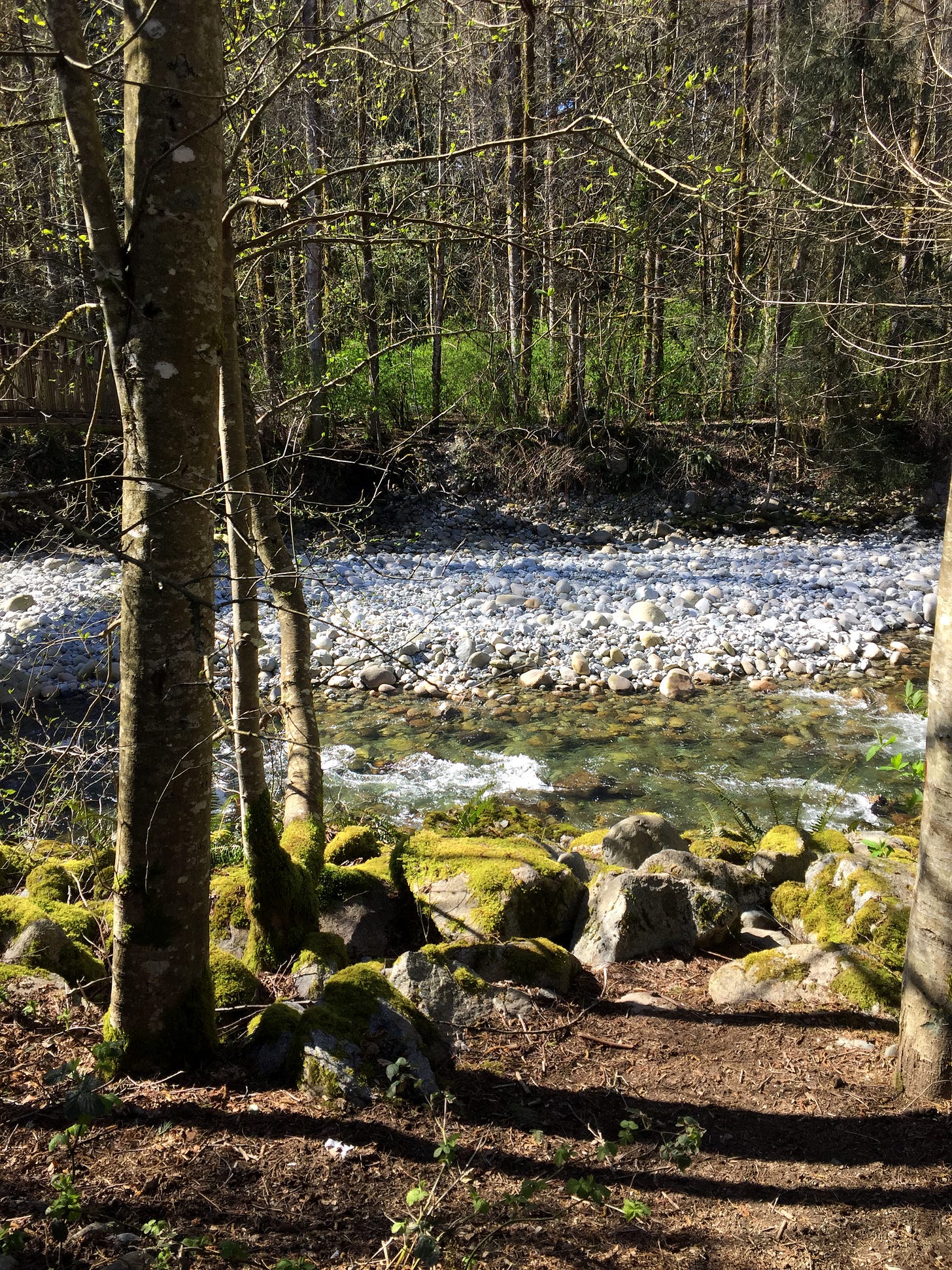 A rushing green creek, with skinny trees and a rocky shore on the far side, and large moss-covered rocks at the edge of a forest path on the near side.