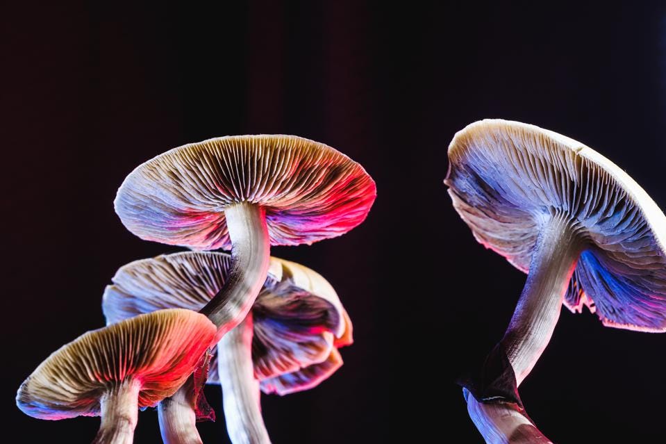 Psilocybin Service Centers&#39; In Oregon Will Explore And Exploit The  Therapeutic &#39;Magic&#39; Of Magic Mushrooms