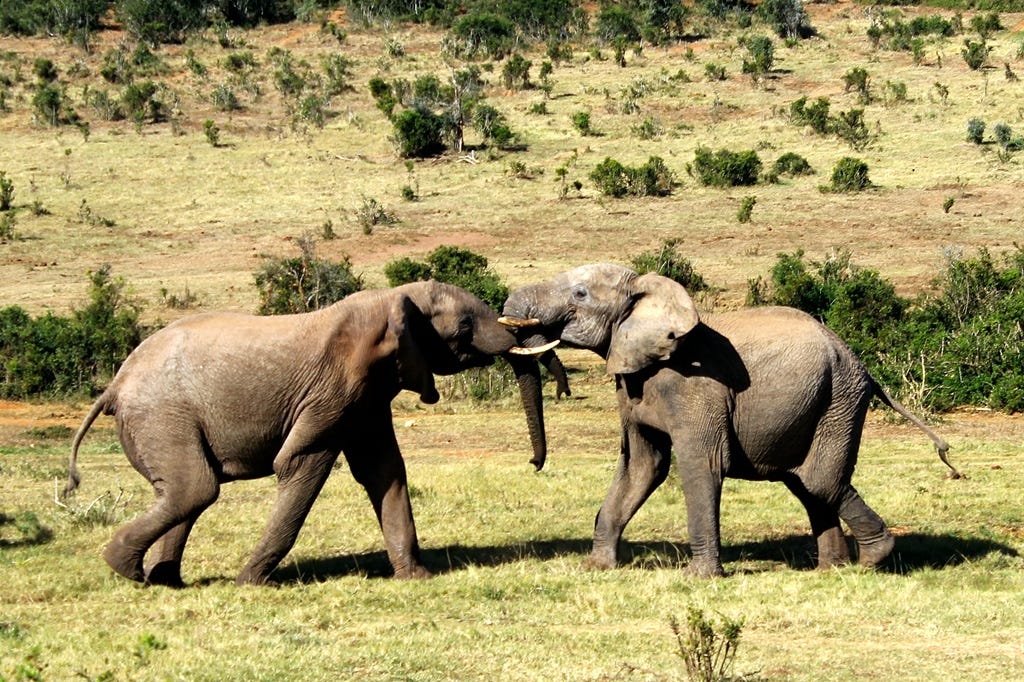 Elephants fighting 