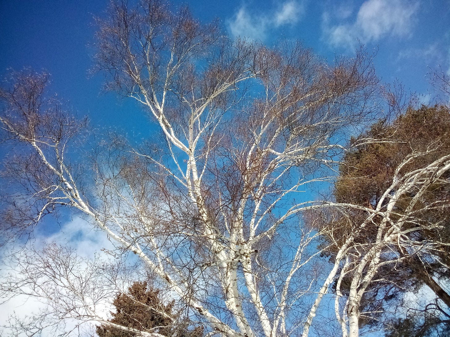 Birch tree against blue sky.