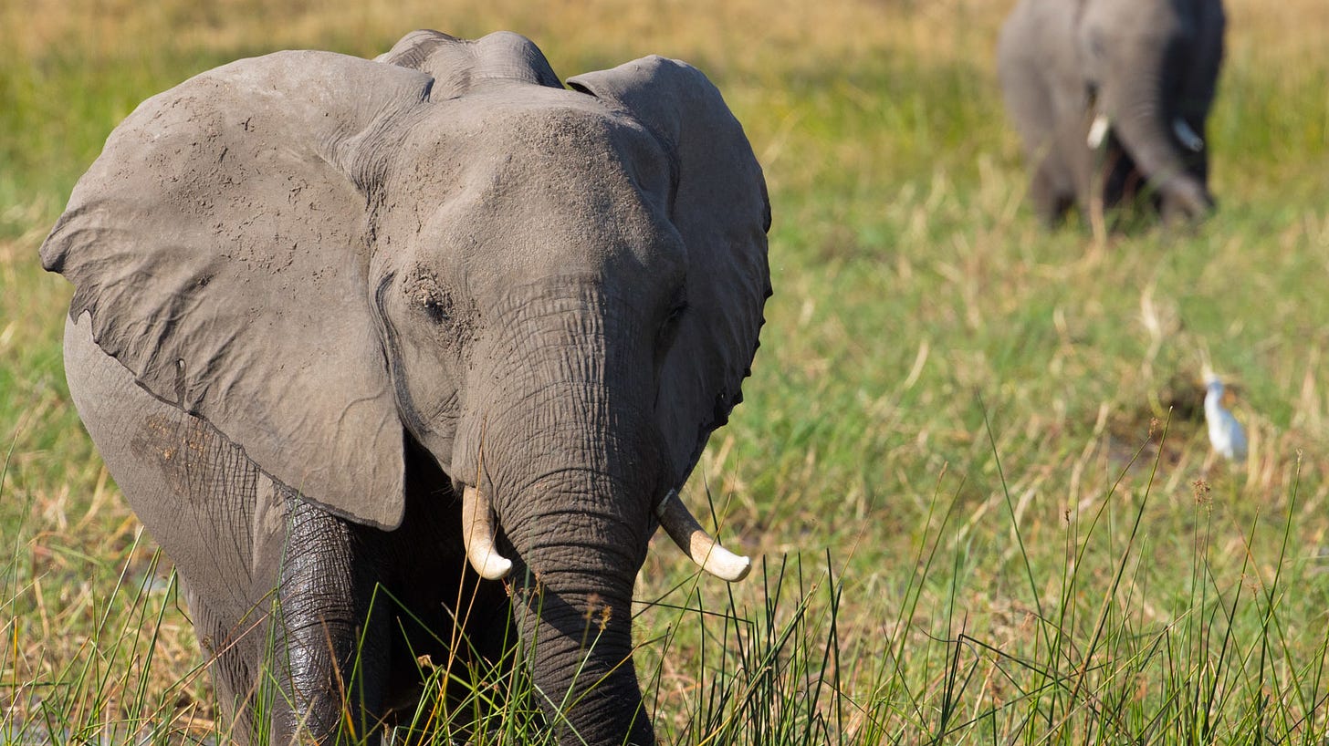 DisneyNature 'In The Footsteps Of Elephants" Review | What's On ...