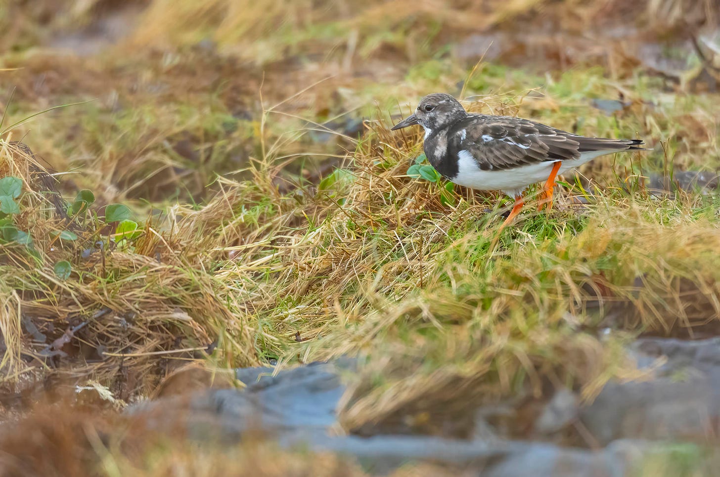 Photo of a turnstone walking across grass-covered rocks