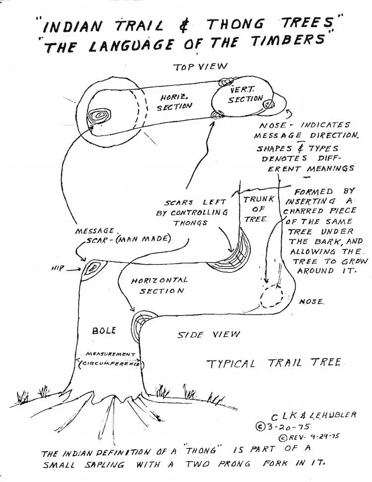 line diagram showing how a young tree is bent using things