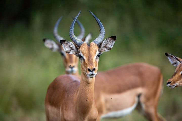 An antelope stares dramatically into the camera