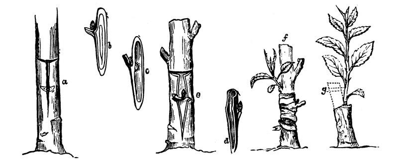 File:Shield-budding p279 Brett's-Colonists'-Guide-1883.tif