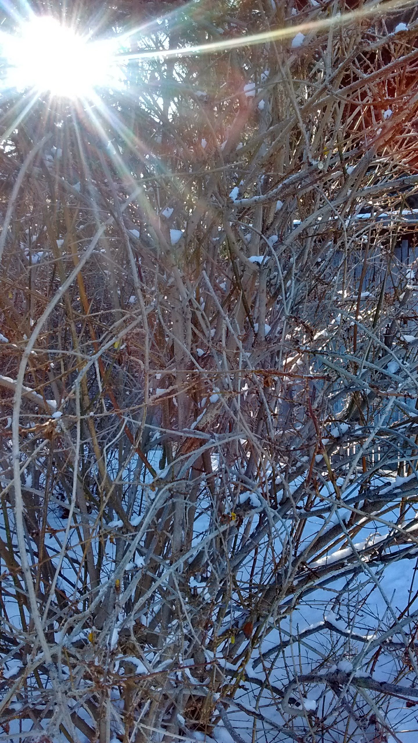 Sun shining through snow covered twigs