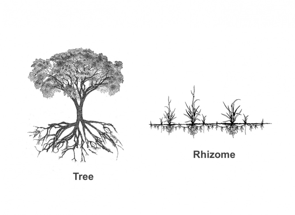 Tree vs rhizome