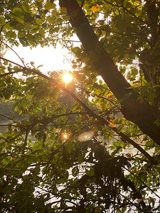 Close-up of sunshine peeking through the trees as it climbs higher in the sky. Photo by Dr. Jo.