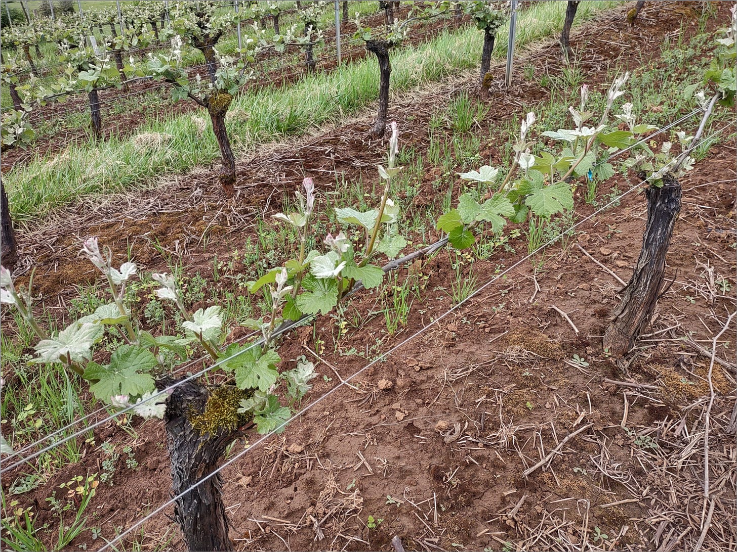 A current state of affairs with May shoot growth in the Pinot Meunier.