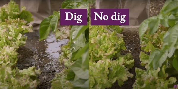 Watering is not as easy between dig and no dig