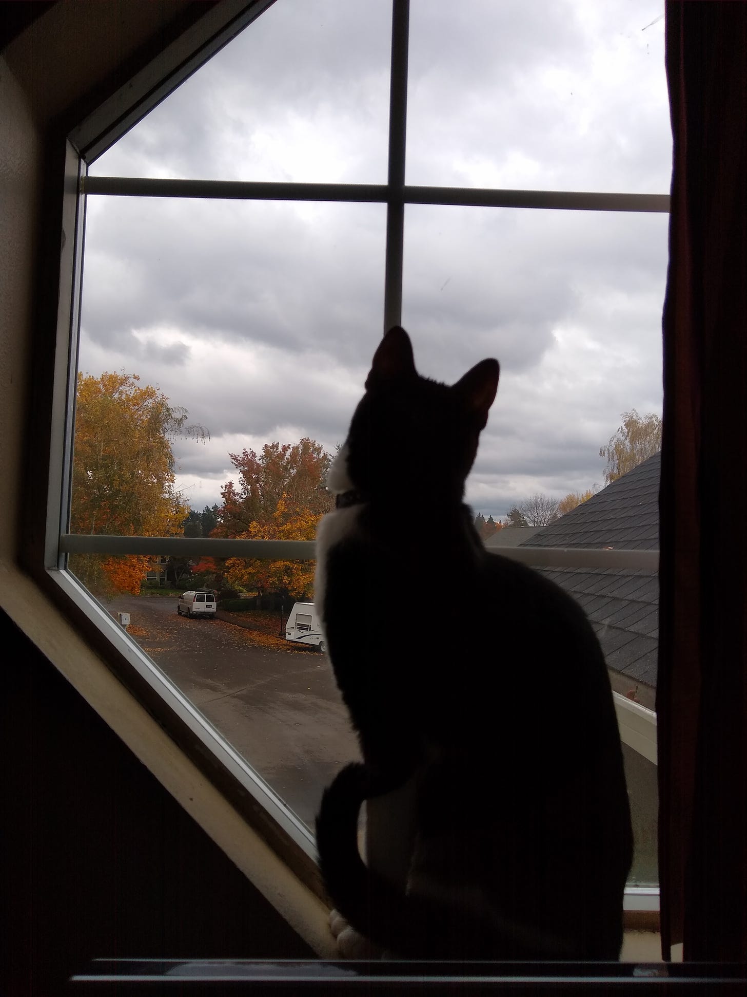 Picture of a cat looking out a second-story window, view of cloudy skies and autumn trees
