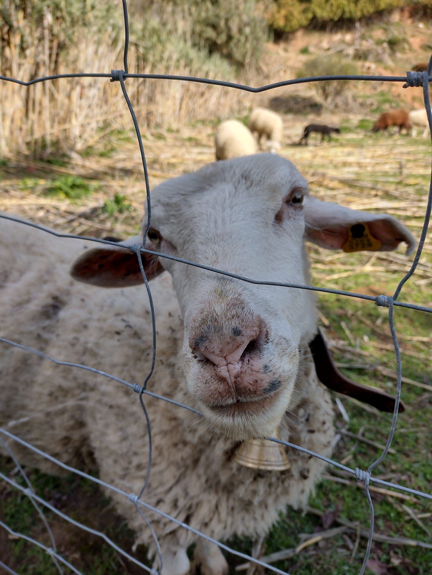 White sheep with brass bell collar.