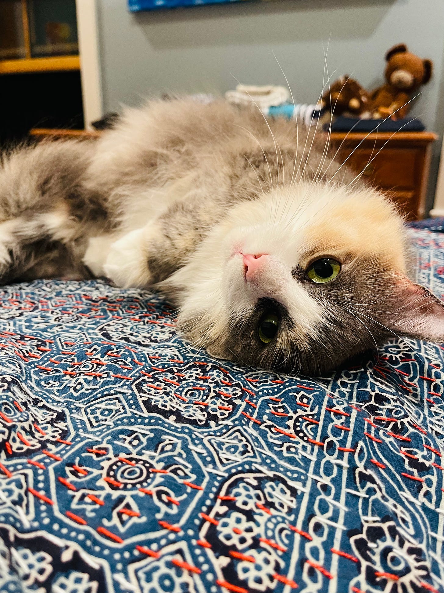 Adorable upside down cat on a bed