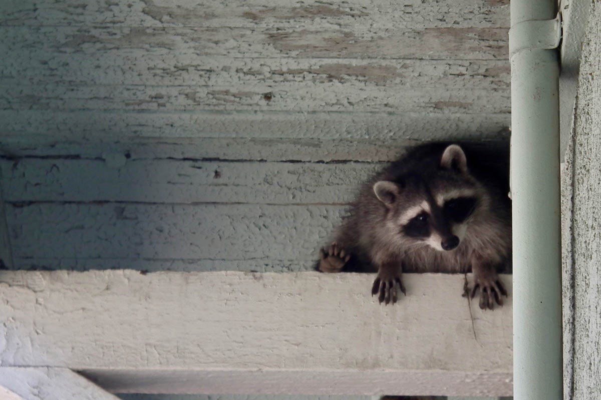Solved! Here's What to Do About a Raccoon in the Attic - Bob Vila