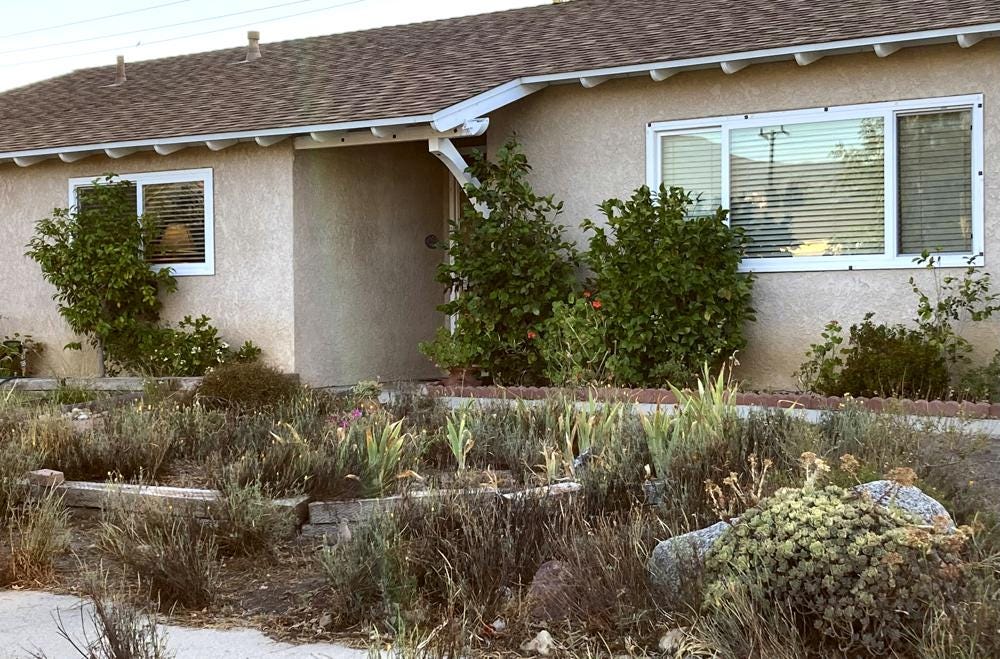 This photo provided by Josie Byrnes shows dead and dry plants in a drought-ravaged front-yard garden in Newbury Park, Calif., on June 29, 2022. (Josie Byrnes via AP)