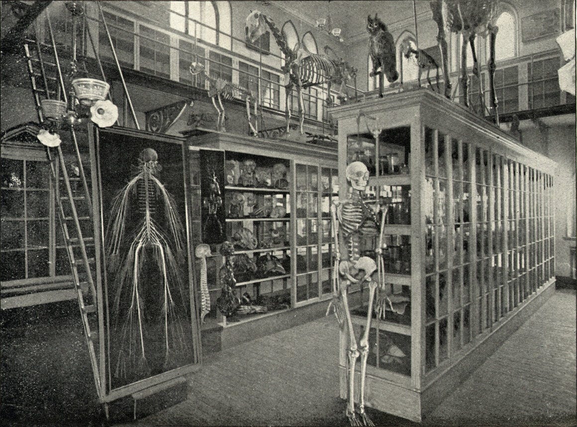 Weaver's anatomy museum was filled with specimens used to teach students. In this photograph from the late 19th century, the specimen that would eventually be called "Harriet" is in the case on the left.