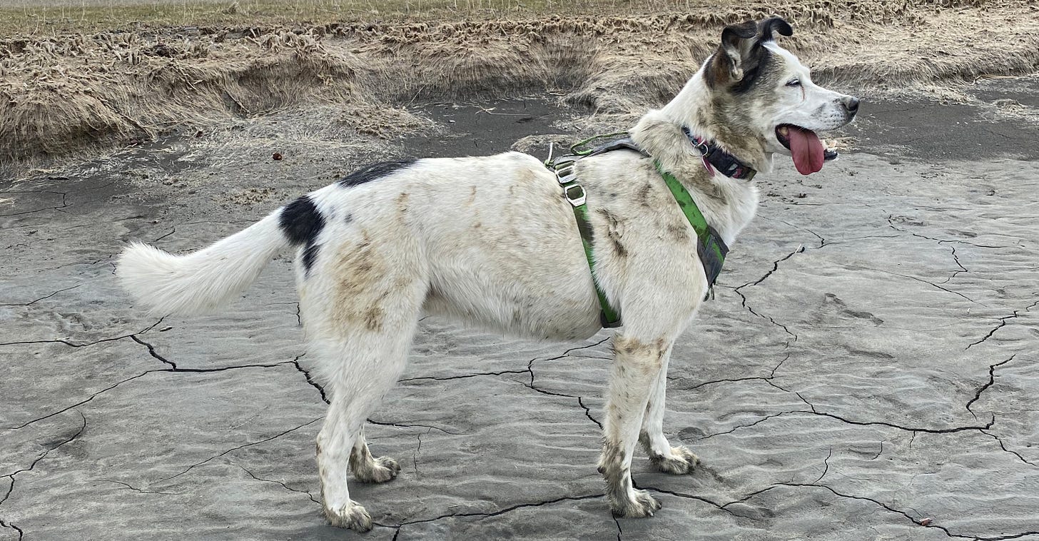 Muddy dog standing on mud flats