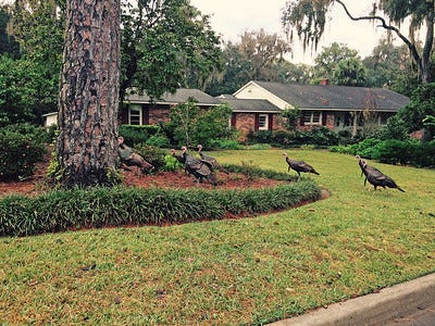 wild turkeys parading through a suburban lawn with a house in the background