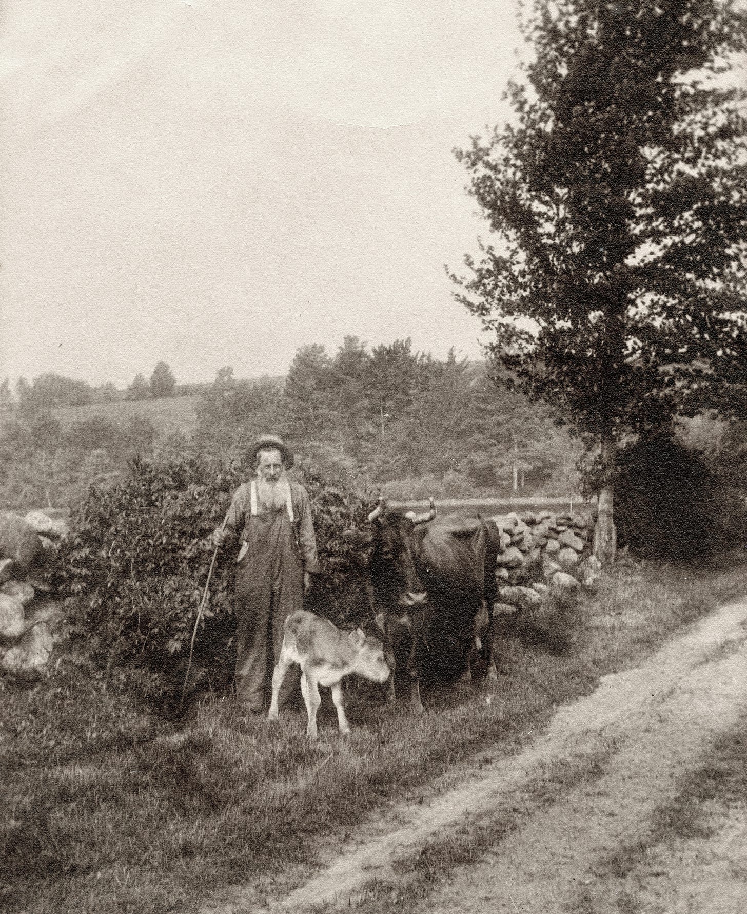 George Weston with cows