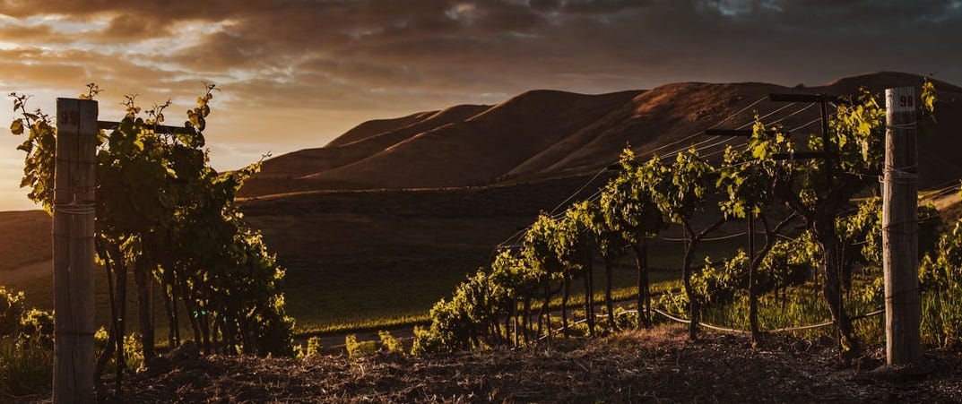 A vineyard at sunset. 
