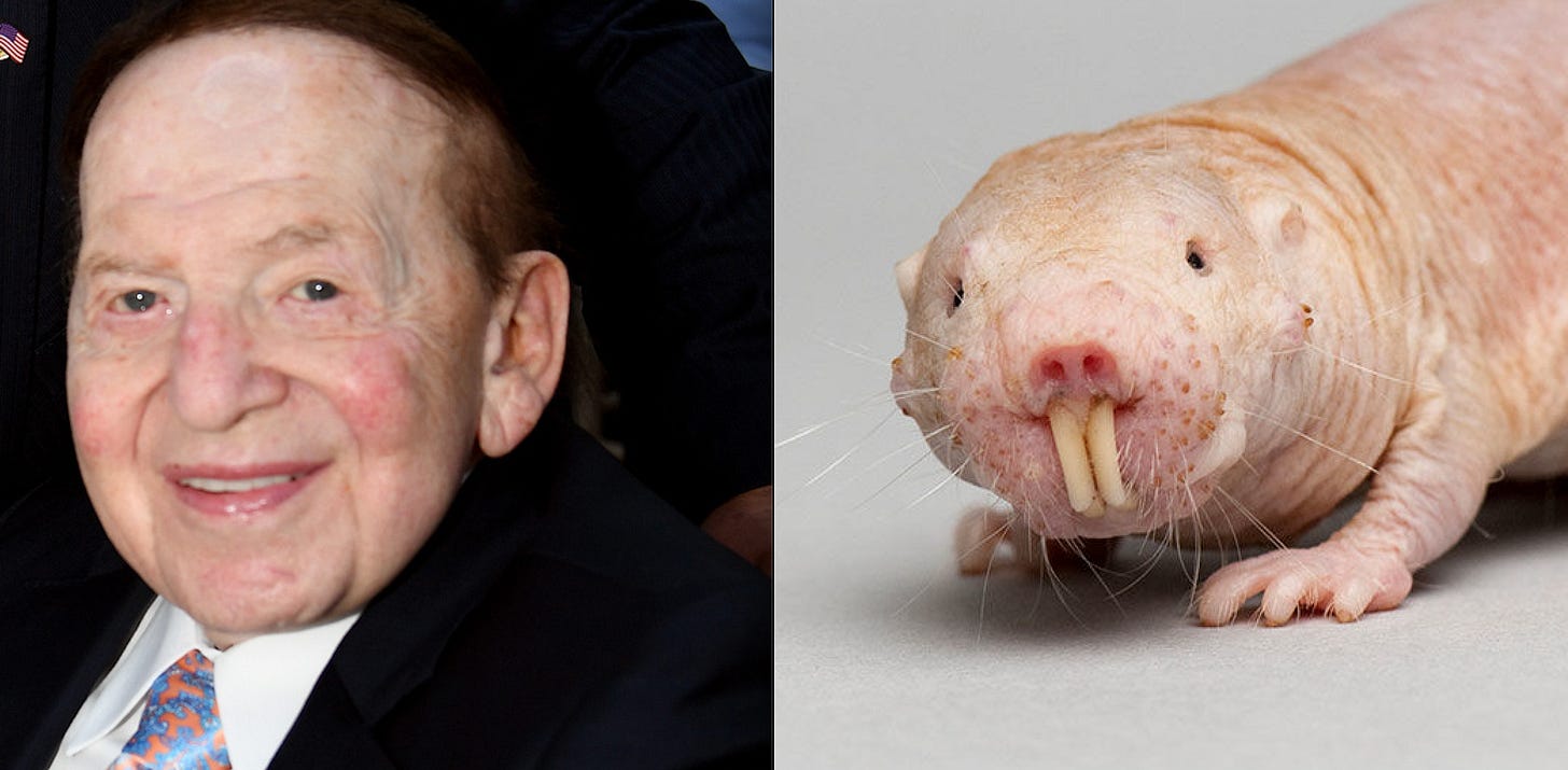 Left: conservative megadonor Sheldon Adelson. Right: A naked mole rat. They look the same.