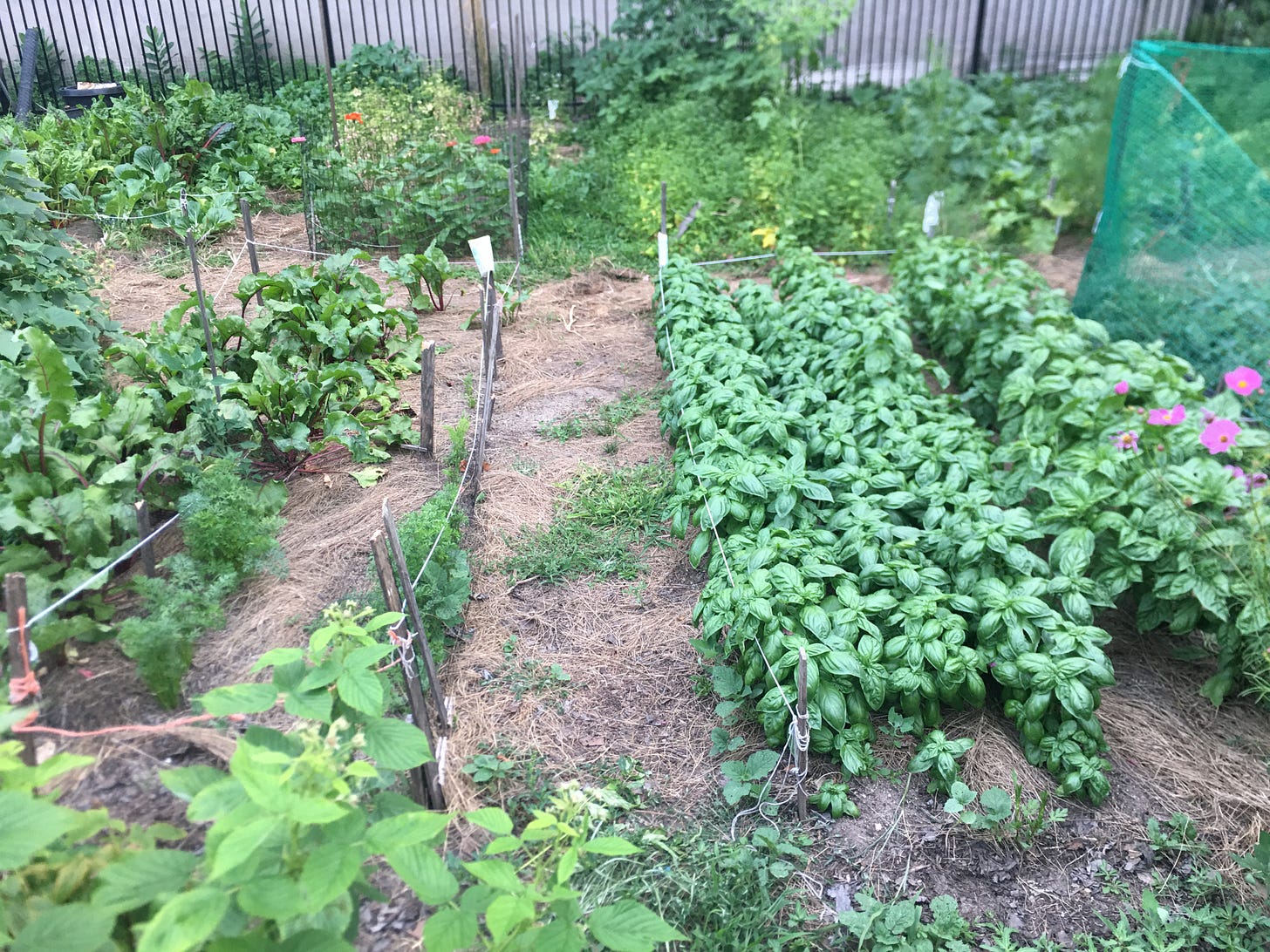 A community garden features plots about 10 foot square, where greens and herbs and flowers are growing side by side, separated by thin ropes that demarcate plots and paths.