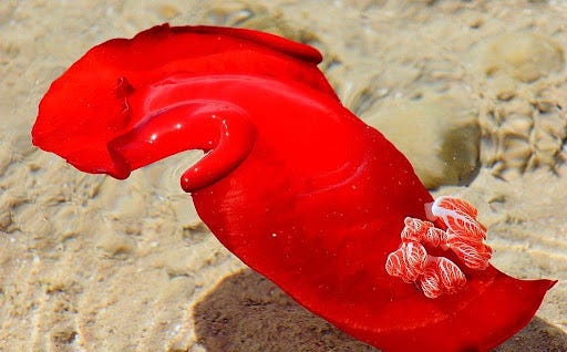 Spanish dancer nudibranch