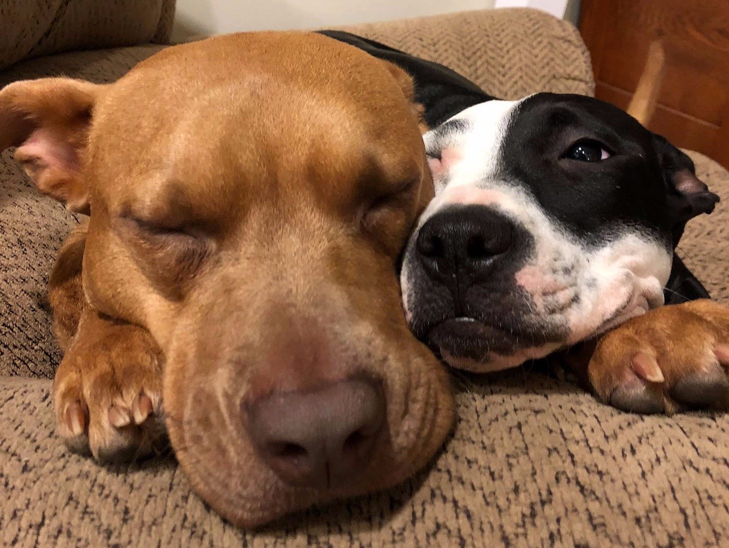 a photo of my brown pitfall Dorothy sleeping with her eye closed and her black and white little sister Dru snuggled up next to her face