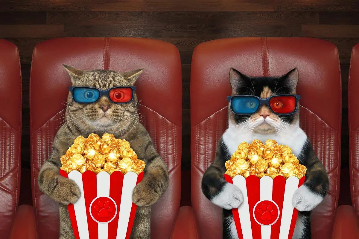 Can Cats Eat Popcorn? 5 Things Cat Owners Should Know I Discerning Cat