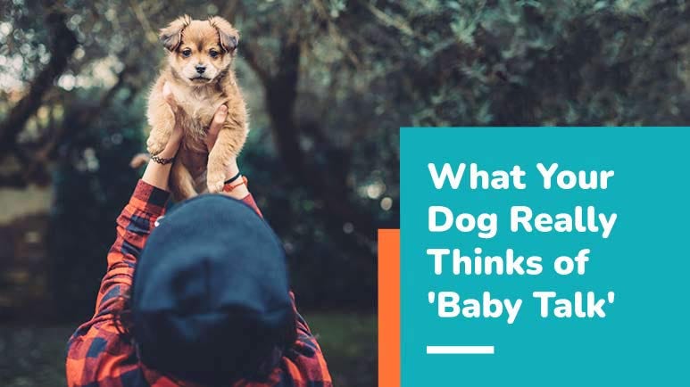 what dog really thinks of baby talk