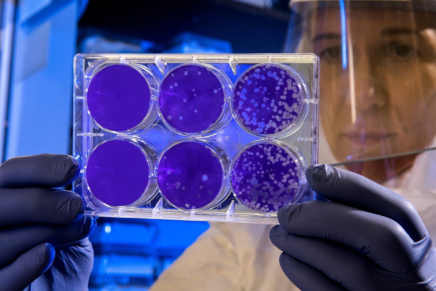 Boîtes de petri sous une lumière bleue