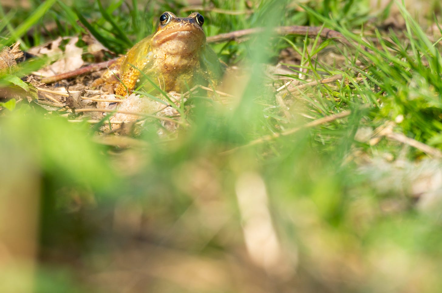Common frog among grass and vegetation, photographed by Rhiannon Law