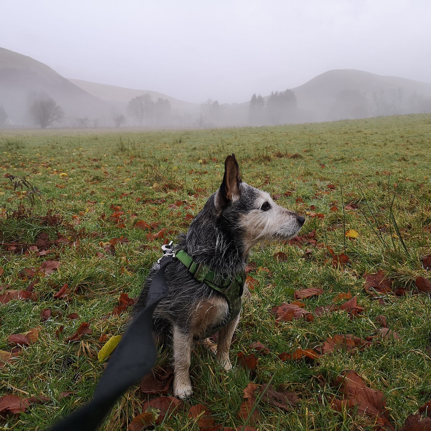 Image description: a tiny scruffy black and tan terrier sits in a damp field covered in fallen leaves, gazing off to right of frame. He is wearing a green harness and black lead, which is connected to the person taking the photo. In the background, an early morning mist hangs low in front of the trees and hills in the distance.