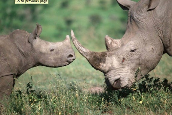Rhinos-South-Africa