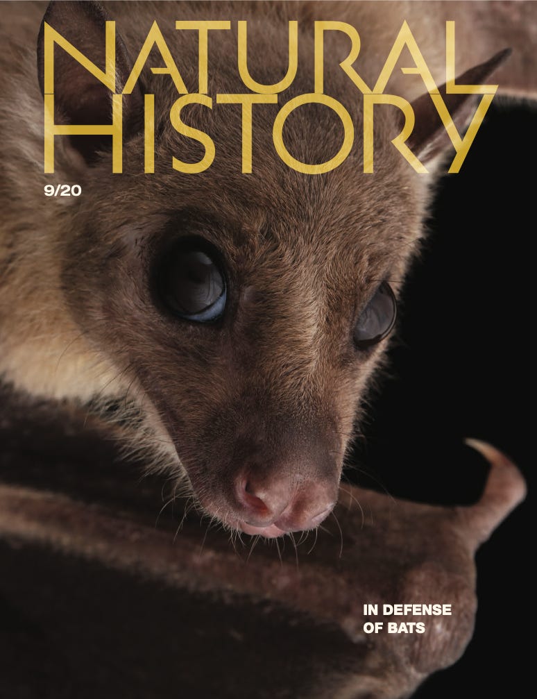 Image of the cover of the September 20 magazine. An adorable bat!
