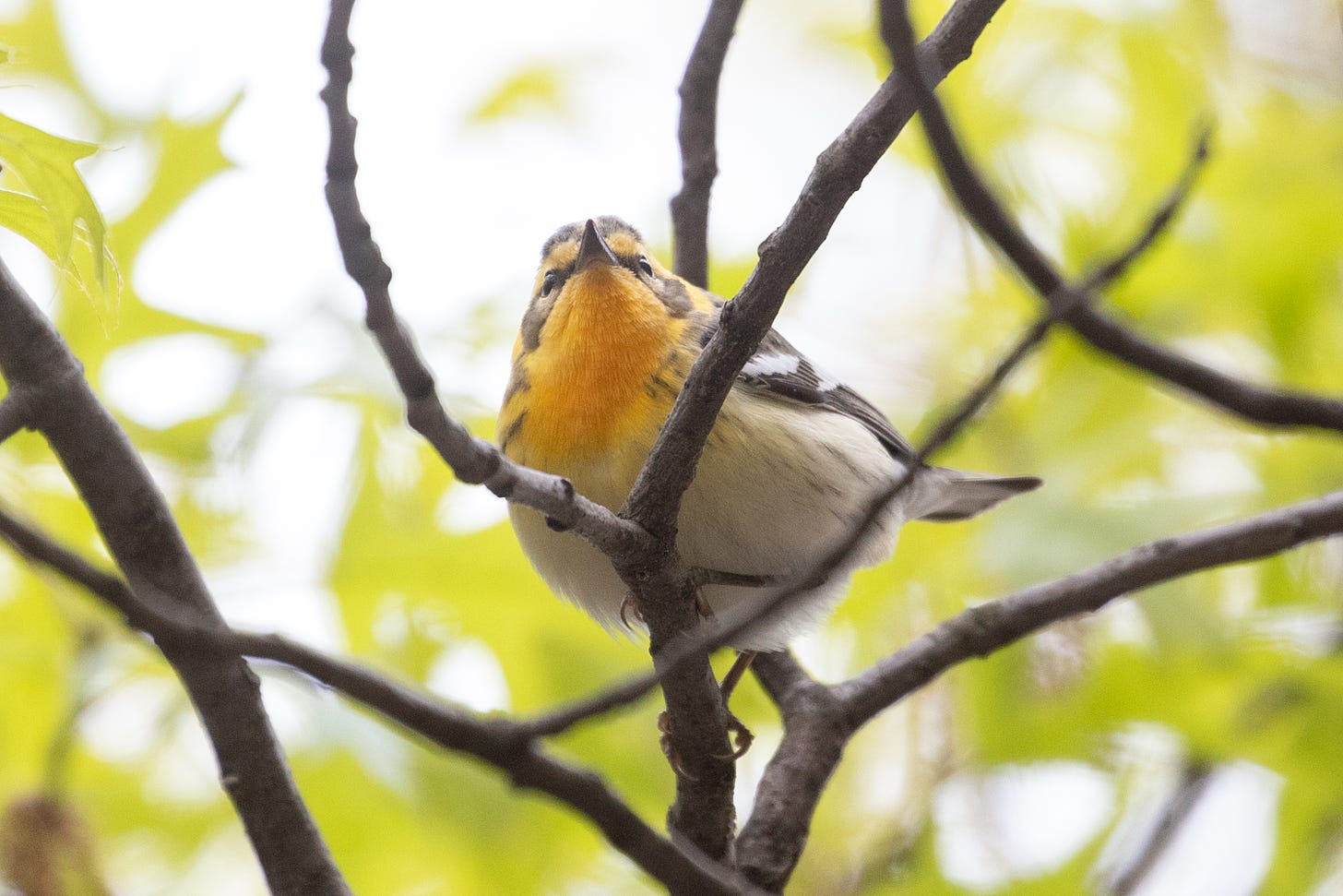 a small songbird with an orange throat and face, black mask and cap, white belly, streaked flanks, dark wings, and white wing bars. the bird is viewed up close but from below, and is perching in twigs looking down at the viewer.