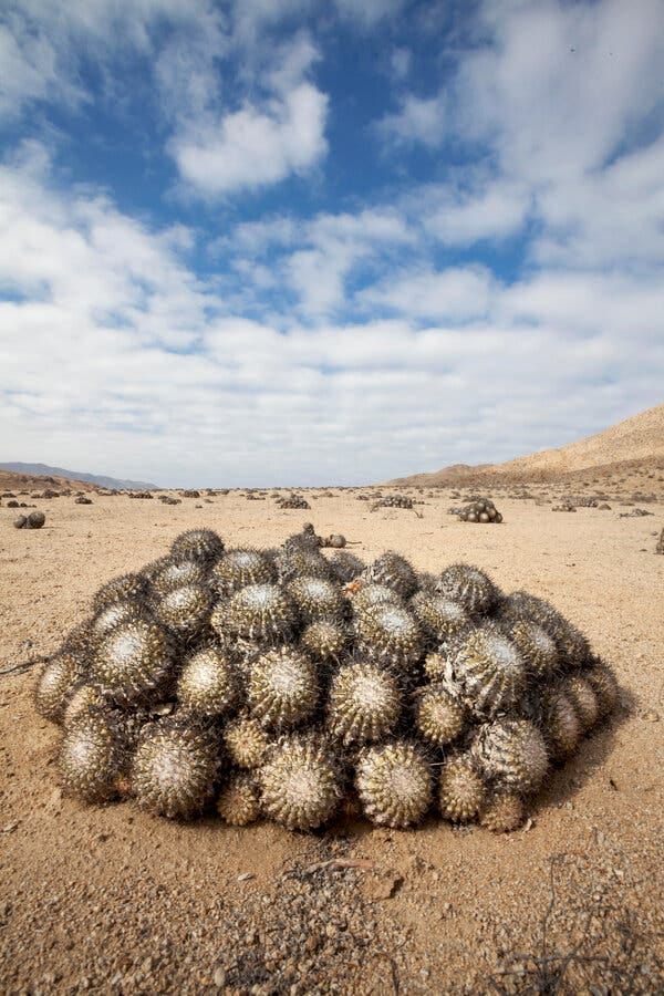 Copiapoa cinerascens, a cactus, in Pan de Azúcar National Park in the Atacama Desert of Chile.