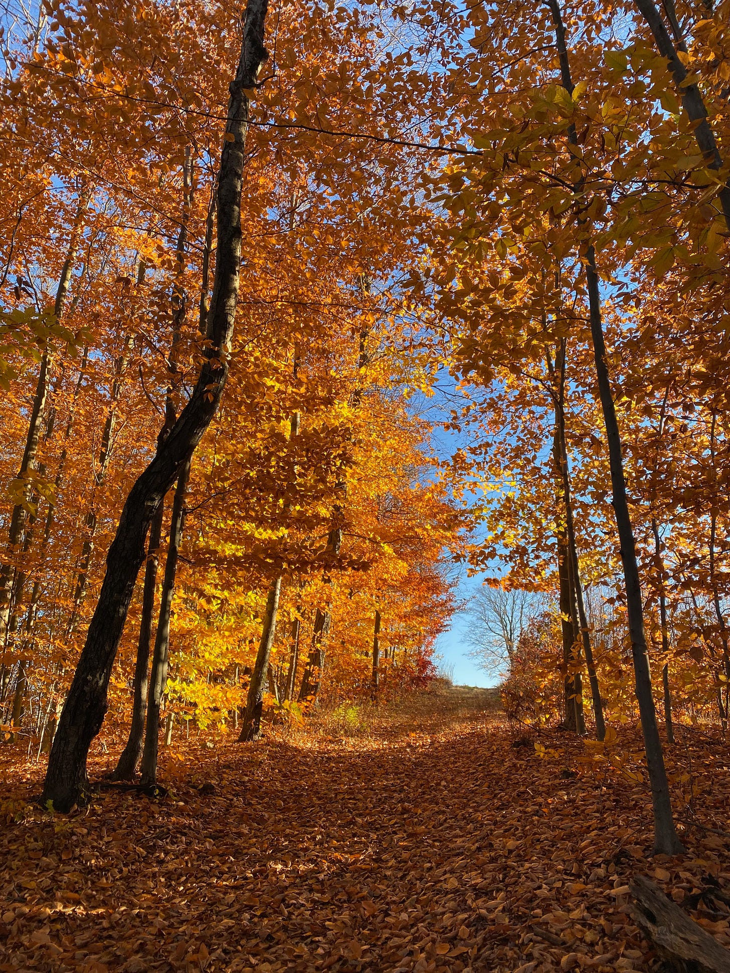 A wooded path covered in fallen brown leaves, and lined on either side by brilliant orange, golden, and yellow beech trees glowing in the late afternoon sunshine.