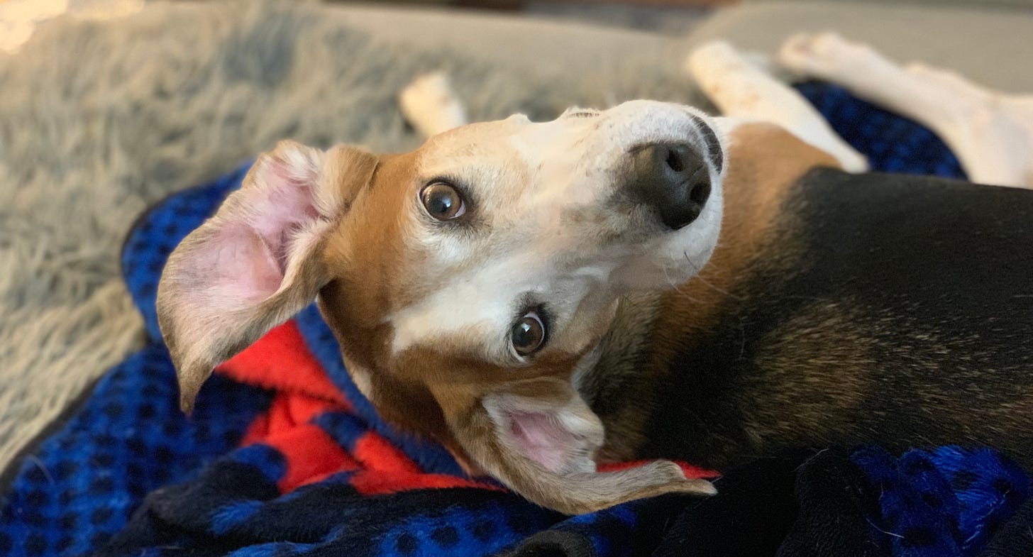 An American Foxhound relaxes on a blue blanket on a gray couch. He's turned around so his head is upside down and his ears are hanging like a bat's.