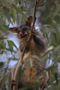 A possum is in a gum tree.